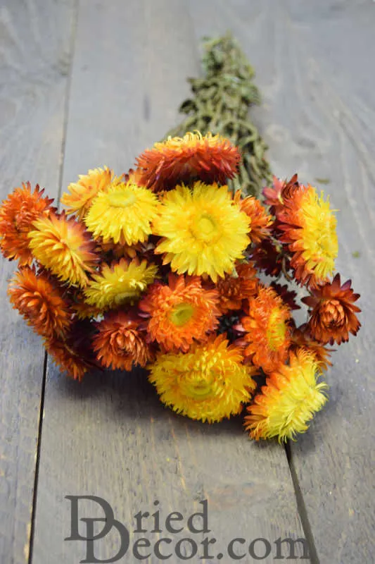 Dried Strawflowers Bouquet - Sunset