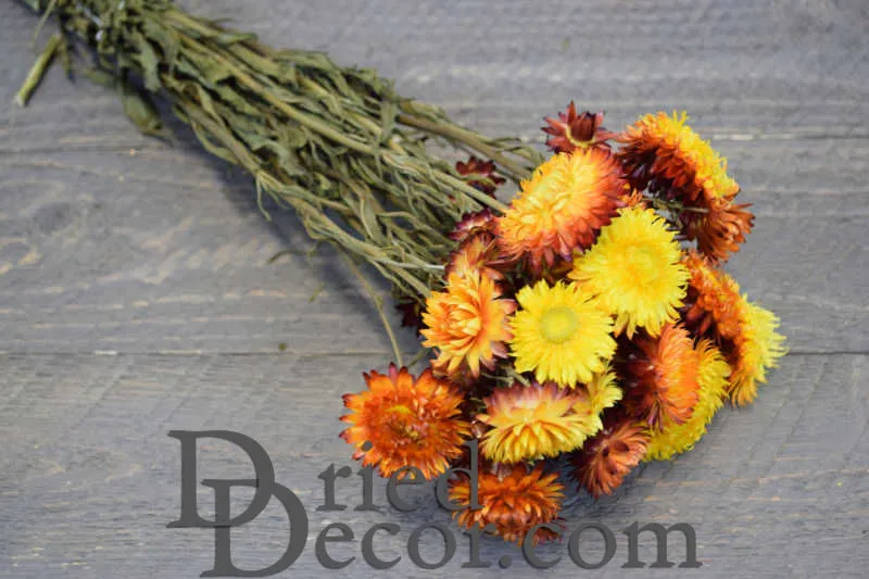 Dried Strawflowers Bouquet - Sunset