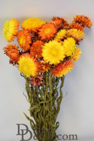 Dried Strawflowers Bouquet - Sunset