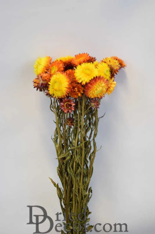 Dried Strawflowers Bouquet - Sunset